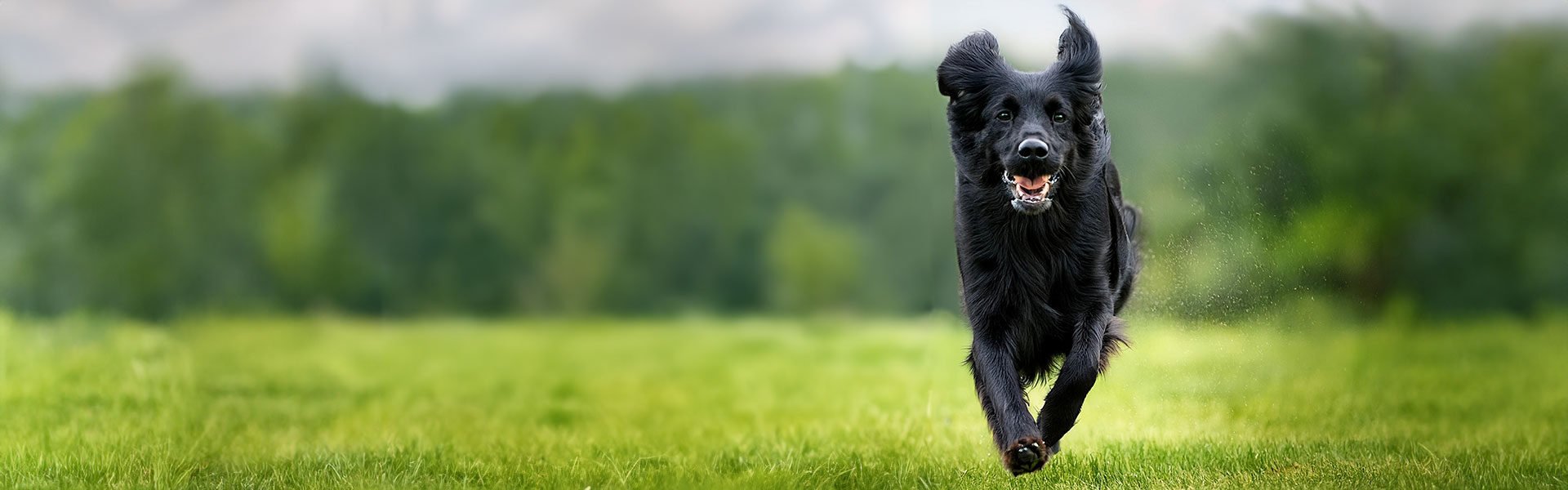 referenz_oscar-pet-foods_hund-auf-gruener-wiese_1920x600